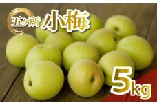梅 約 5kg 3L うめ 生梅 青梅 旬 期間限定 梅酒 梅干し 梅干 ジャム シロップ ジュース 五ヶ所小梅 三重県 南伊勢町 伊勢 志摩 JA伊勢