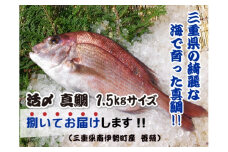 真鯛  下処理済み 捌いてお届け 約1.5kg 三枚おろし 皮付  活〆 真空パック 鯛 タイ マダイ アラ 魚介 刺身 お刺身 海鮮 海鮮丼 漬け丼 鯛しゃぶ 煮付け しゃぶしゃぶ お造り 煮物 お吸い物 縁起物 国産 マルカ水産 三重県 伊勢 志摩 南伊勢町