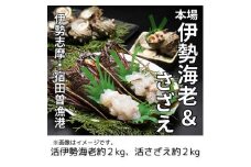 （冷蔵） 活 伊勢海老 活 さざえ セット C 丸池 伊勢えび イセエビ えび 壺焼 高級 鮮魚 海鮮 魚介 刺身 焼き物 汁物 海鮮 特産 海の幸 新鮮 三重県 南伊勢町 伊勢志摩