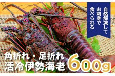 伊勢えび（活冷）2～4尾(600g) バタバタしたら角と足がとれちゃいました〈訳あり〉おせち お歳暮  刺身 天然 お祝い 海鮮 魚介 BBQ バーベキュー みそ汁【BB25】