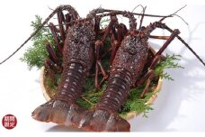 活締め冷凍伊勢海老(刺身用) 600g[1尾～3尾]エビ 海老 おせち お歳暮 刺身 天然 お祝い 海鮮 魚介 BBQ バーベキュー みそ汁【CC22】