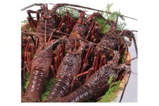 活締め冷凍伊勢海老(刺身用) 2.4kg[3尾～6尾]エビ 海老 おせち お歳暮 刺身 天然 お祝い 海鮮 魚介 BBQ バーベキュー みそ汁【FF16】