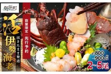 文恵丸水産の熊野灘産活伊勢海老　黒潮コース 2～5尾 約800g～900g前後【魚介 伊勢海老 伊勢えび 海老 えび 活き 三重県 御浜町】