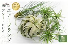 南紀グリーンハウスのエアープランツアソートBOX【エアープランツ プランツ ティランジア 詰め合わせ 観葉植物 植物 エアプランツ 園芸 インテリア ギフト セット 三重県 御浜町 】