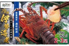 文恵丸水産の熊野灘産活〆急速冷凍伊勢海老　梅 2～3尾 約700～750g【要日時指定配達 急速冷凍 魚介 伊勢海老 伊勢えび 海老 えび 三重県 御浜町 冷凍】
