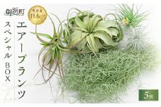 南紀グリーンハウスのエアープランツスペシャルBOX【エアープランツ プランツ ティランジア 詰め合わせ 観葉植物 植物 エアプランツ 園芸 インテリア ギフト セット 三重県 御浜町 】