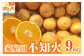 【2026年発送 先行予約品】