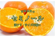 【先行予約】 2級果 サイズ不揃い 訳あり ご家庭用 西地農園のセミノール4.5kg【2026年3月中旬から順次発送】 / セミノール わけあり 訳あり ご家庭用 家庭用 不揃い みかん 蜜柑 柑橘