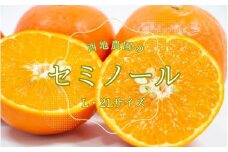 L・2Lサイズのみ 西地農園のセミノール 4.5kg【2026年3月中旬から順次発送】 / セミノール L 2L みかん 蜜柑 柑橘 5kg