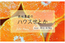 【先行予約】西地農園のハウスせとか 4.5kg L～Mサイズ【2026年2月中旬より順次発送】 / 手選別 せとか ハウスせとか みかん ミカン 蜜柑 柑橘 果物 くだもの フルーツ 産地直送 人気