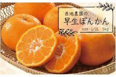 【先行予約】L・2Lサイズのみ 西地農園の早生ぽんかん 5kg【2025年12月末から順次発送】 /  ぽんかん 柑橘 みかん 蜜柑 ハウス 2L L 早生