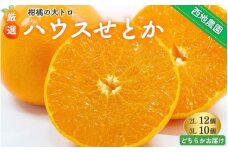 【先行予約】 西地農園のハウスせとか 2L 12個 or 3L 10個【2026年2月中旬より順次発送】 / 手選別 せとか ハウスせとか 2L 3L みかん ミカン 蜜柑 柑橘 果物 くだもの フルーツ 産地直送 人気