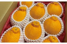 サイズ2L以上 ハウス不知火 3kg【2026年1月上旬から2月下旬に順次発送】 / 不知火 柑橘 みかん 蜜柑 ハウス 2L 3L