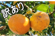 訳ありS-Lサイズ 前元農園の完熟中生(なかて)温州みかん 5kg【1月初旬～下旬に順次発送】 /  フルーツ  中生 なかて 温州 みかん 蜜柑 三重県  高品質 みえ アルギット わけあり 訳あり