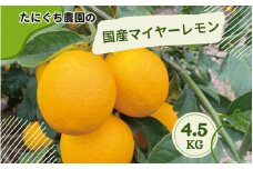 たにぐち農園の国産マイヤーレモン 4.5kg【2025年12月～2026年1月初旬の期間で順次発送致します。】  / 檸檬 レモン れもん 柑橘 国産 大容量 数量限定 ご家庭用 家庭用