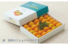 Sサイズ 小玉のみ ハウスみかん約1.5kg【2023年7月から順次発送致します。】 /  くだもの フルーツ 果物 みかん 蜜柑 ハウス 甘い ミカン 
