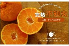 【先行予約】橋本農園の完熟不知火 5kg 玉数・サイズおまかせ【2026年2月中旬～3月中旬までに順次発送】 / デコポン 不知火 完熟 フルーツ 果物 くだもの 先行予約