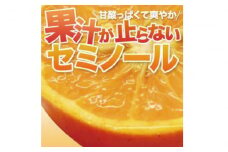 【先行予約】石本果樹園の美味しいセミノール 約4kg入り(30～35玉前後)【2025年4月中旬から5月中旬までに順次発送】 / みかん フルーツ くだもの 果物 セミノール