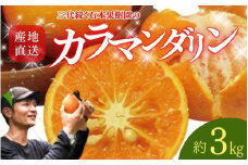 【先行予約】石本果樹園の美味しいカラ・マンダリン 約3kg入り(20～25玉前後)【2025年4月中旬から5月中旬までに順次発送】 / みかん フルーツ くだもの 果物 先行予約 カラマンダリン