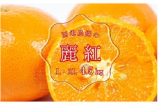 【先行予約】 西地農園の麗紅(れいこう) 4.5kg L・2L 【2026年2月初旬から順次発送】 / 麗紅 れいこう 柑橘 みかん ミカン 蜜柑 柑橘 果物 くだもの フルーツ 産地直送 国産 数量限定 ご家庭用 家庭用
