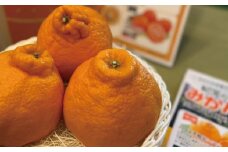 サイズ2L以上 ハウス不知火 4kg【2026年1月上旬から2月下旬に順次発送】 / 不知火 柑橘 みかん 蜜柑 ハウス 2L 3L