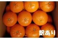 訳あり M~4L サイズおまかせ 濵地農園の麗紅(れいこう) 約5kg【2024年2月初旬から2024年3月初旬までに順次発送】 / みかん ミカン 蜜柑 れいこう 麗紅 訳あり