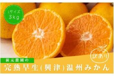 訳あり Lサイズ 前元農園の完熟早生(興津)温州みかん 3kg【12月初旬～下旬に順次発送】 /  フルーツ  早生 興津 温州 みかん 蜜柑 三重県  高品質 みえ アルギット 訳あり