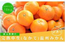 訳あり S-Mサイズおまかせ 前元農園の完熟中生(なかて)温州みかん 10kg【1月初旬～下旬に順次発送】 /  フルーツ  早生 興津 温州 みかん 蜜柑 三重県  高品質 みえ アルギット 訳あり