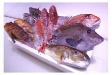 ＼朝どれ新鮮／ 鮮魚セット (小) 約3kg  目利きのプロが厳選した旬の魚をその日の内に発送！