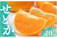 【先行予約】Lから3Lのサイズ混合 橋本農園のせとか 10kg 【2026年3月上旬から3月下旬に順次発送】 / せとか 露地 L 2L 3L みかん 蜜柑 柑橘 フルーツ 果物 くだもの 先行予約