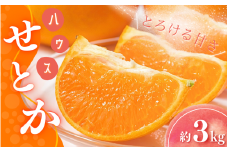 【先行予約】Lから3Lのサイズ混合 橋本農園のハウスせとか 3kg 【2026年2月初旬から2月末までに順次発送】 / せとか ハウスせとか L 2L 3L みかん 蜜柑 柑橘 フルーツ 果物 くだもの 先行予約