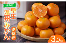 訳あり品 ご家庭用 たにぐち農園の早生温州みかん(マルチ栽培) 3kg【2025年11月中旬～12月中旬に順次発送】 / わけあり 訳あり ご家庭用 家庭用 不揃い 早生 温州 みかん 蜜柑