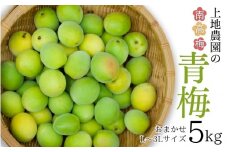 【6/5までの受付！】L-3Lサイズの混合！ 訳あり ご家庭用 南高梅 青梅 5kg【2025年5月下旬から6月上旬までに順次発送】 /南高梅 梅酒 梅干 青梅 梅ジュース  梅 梅干し 三重県産【uej001A】