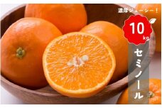 【先行予約】橋本農園の セミノール 10kg 【2026年3月中旬から4月中旬に順次発送】 / セミノール 柑橘 フルーツ 果物 くだもの 先行予約
