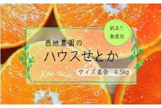 【先行予約】ご家庭用 訳あり 西地農園のハウスせとか 4.5kg サイズ混合 無選別【2026年2月中旬より順次発送】  / 手選別 せとか ハウスせとか みかん ミカン 蜜柑 柑橘 果物 くだもの フルーツ 産地直送 訳あり 訳アリ 家庭用 ご家庭用 人気