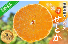 橋本農園の 訳あり ハウスせとか 10kg サイズ混合 【2025年2月初旬～2月末に順次発送】 / ご家庭用 家庭用 訳アリ せとか みかん ミカン 蜜柑 柑橘 果物 くだもの フルーツ 予約 人気 ジューシー 産地直送