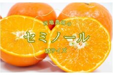 Mサイズ 西地農園のセミノール 4.5kg【2026年3月中旬から順次発送】 / セミノール みかん 蜜柑 柑橘