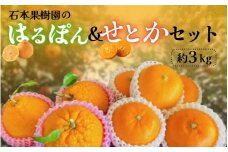 【先行予約】石本果樹園の はるぽん ＆ せとか セット　約3kg【2026年3月上旬から3月下旬までに順次発送】 / みかん フルーツ くだもの 果物 先行予約 せとか 不知火