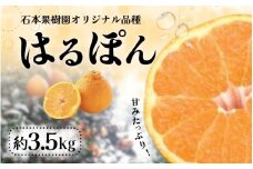 【先行予約】石本果樹園の 完熟 はるぽん　約3.5kg【2026年3月上旬から4月上旬までに順次発送】 / みかん フルーツ くだもの 果物 先行予約 不知火