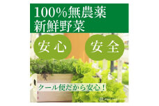 ☆滋賀県大津市から直送！☆新鮮無農薬野菜詰め合わせ