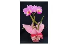 【8月以降発送】 洋蘭 カトレア鉢花 大輪 花 植物 生花 鉢植え 鉢花 インテリア 洋ラン 蘭 カトレア 花鉢 室内 栽培 鑑賞 園芸 ガーデニング リボン ラッピング プレゼント ギフト 贈答用 お祝い