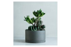 【 観葉植物 】 MOLLIS 寄せ植え ( 宇宙の木 大豪丸 紅ホリダ ) KINTO インテリア サボテン 多肉植物 植物 室内