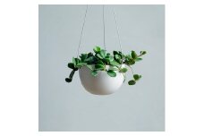 【 観葉植物 】 MOLLIS ペペロミア ホープ KINTO インテリア 多肉 植物 室内 吊り下げ 