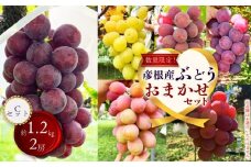 【先行予約】【期間限定】 ぶどう おまかせ 詰め合わせ セット 約1.2kg 2房 ブドウ 葡萄 藤稔 紅伊豆 安芸クイーン 多摩ゆたか ゴルビー ピオーネ 果物 くだもの フルーツ 詰合せ ギフト 滋賀 彦根