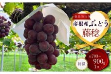 【先行予約】【期間限定】 ぶどう 藤稔 約700~900g 1房 ブドウ 葡萄 藤稔 果物 くだもの フルーツ ギフト 滋賀 彦根