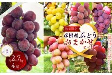 【先行予約】【期間限定】 ぶどう おまかせ 詰め合わせ セット 約2.7kg 4～5房 ブドウ 葡萄 藤稔 紅伊豆 安芸クイーン 多摩ゆたか ゴルビー ピオーネ 果物 くだもの フルーツ 詰合せ ギフト 滋賀 彦根