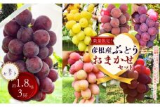 【先行予約】【期間限定】 ぶどう おまかせ 詰め合わせ セット 約1.8kg 3~4房 ブドウ 葡萄 藤稔 紅伊豆 安芸クイーン 多摩ゆたか ゴルビー ピオーネ 果物 くだもの フルーツ 詰合せ ギフト 滋賀 彦根