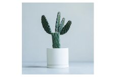 【 観葉植物 】 MOLLIS 墨烏帽子 KINTO サボテン グリーン インテリア
