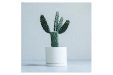 【 観葉植物 】 MOLLIS 墨烏帽子 KINTO サボテン グリーン インテリア