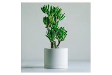 【 観葉植物 】 MOLLIS 宇宙の木 KINTO インテリア 多肉植物 植物 室内